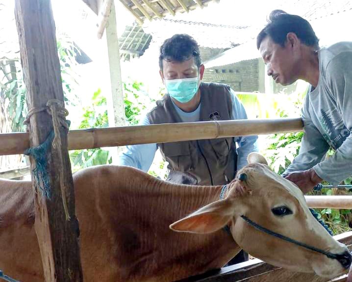 225 Dosis Vaksin PMK Tersedia, Pemkot Blitar Siap Sasar Ternak Milik Bolo Ngarit yang Belum Terlindungi