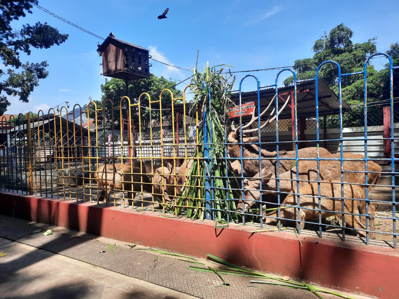 Konservasi Rusa Jadi Daya Tarik Baru Ecopark Joko Pangon Kota Blitar, Bakal Direalisasikan Tahun Depan