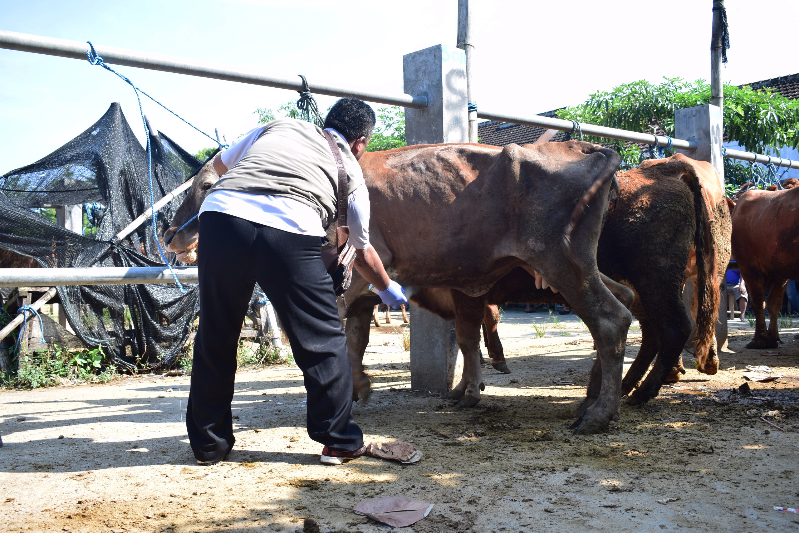 Temukan Sapi Terindikasi Cacing, DKPP Kota Blitar Langsung Lakukan Penanganan Untuk Jaga Kualitas Hewan Kurban